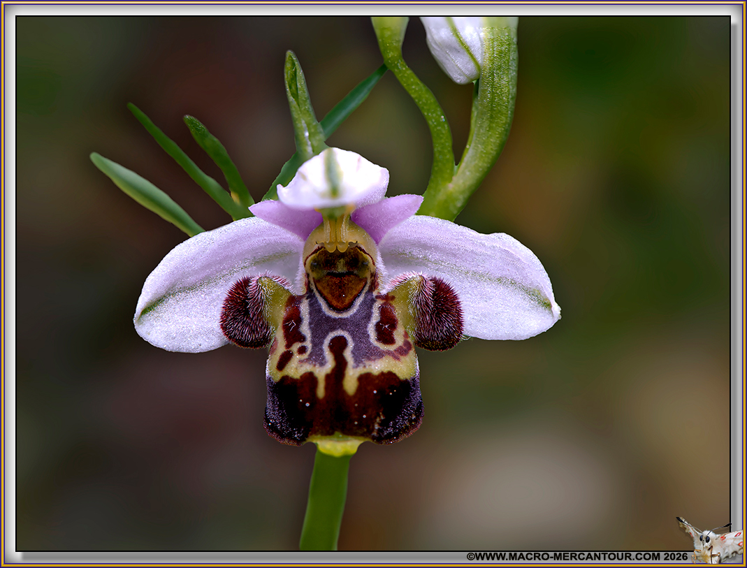 Ophrys B&eacute;casse